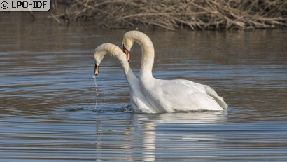 Cygne tuberculé