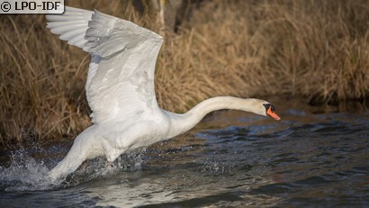 Cygne tuberculé
