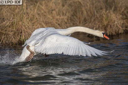Cygne tuberculé