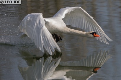 Cygne tuberculé