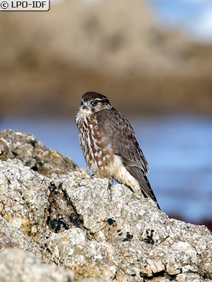 Faucon émerillon