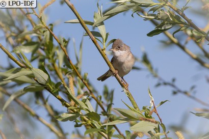 Fauvette grisette