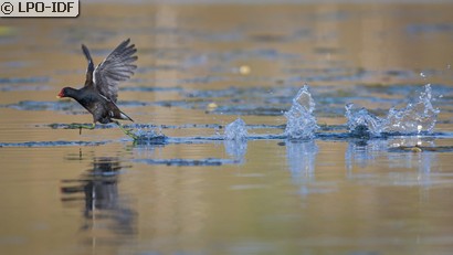 Gallinule poule-d'eau