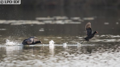Gallinule poule-d'eau