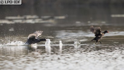 Gallinule poule-d'eau