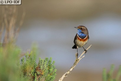 Gorgebleue à miroir