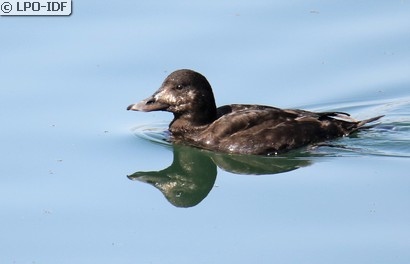 Macreuse brune