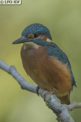 Martin-pêcheur d'Europe