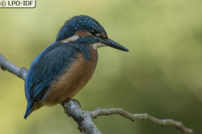 Martin-pêcheur d'Europe