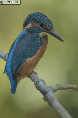 Martin-pêcheur d'Europe