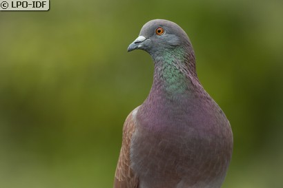 Pigeon biset