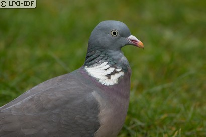 Pigeon ramier