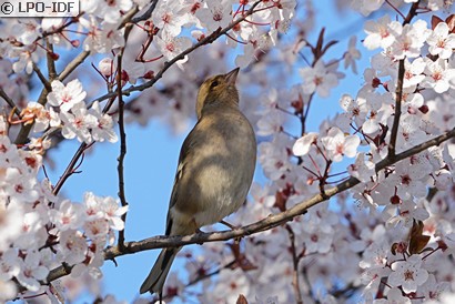 Pinson des arbres