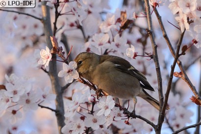 Pinson des arbres