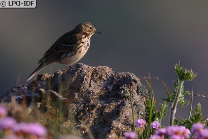 Pipit farlouse