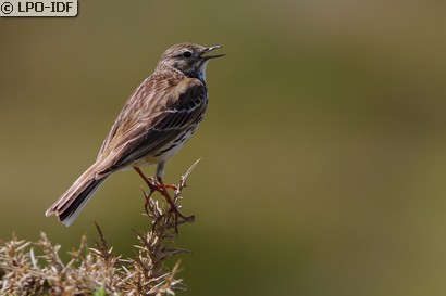 Pipit farlouse