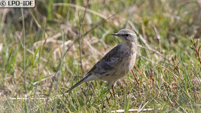 Pipit spioncelle