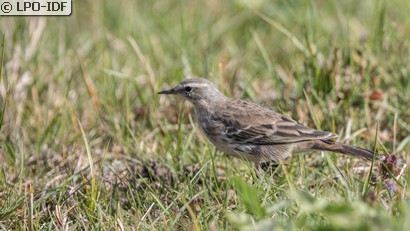 Pipit spioncelle