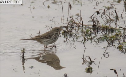 Pipit spioncelle