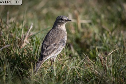 Pipit spioncelle