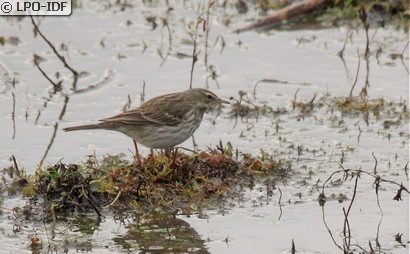 Pipit spioncelle