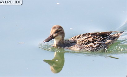 Sarcelle d'été