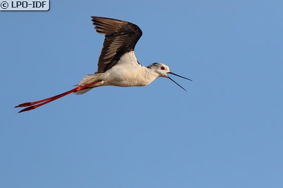 Échasse blanche