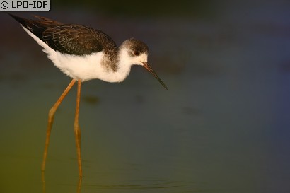 Échasse blanche