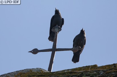 Choucas des tours