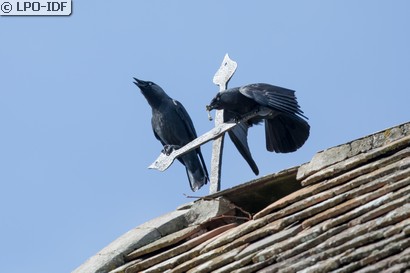 Choucas des tours