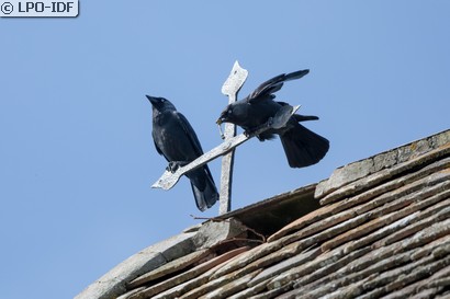 Choucas des tours