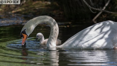 Cygne tuberculé