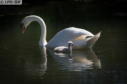 Cygne tuberculé