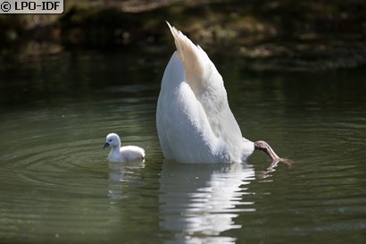 Cygne tuberculé