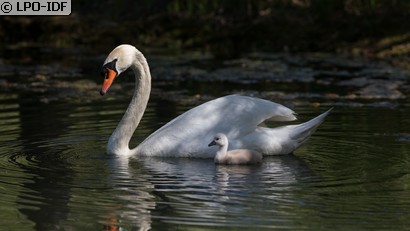 Cygne tuberculé