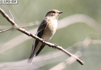Gobemouche noir