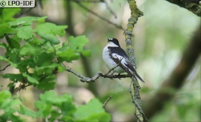Gobemouche noir