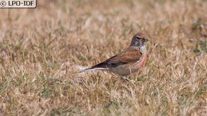 Linotte mélodieuse