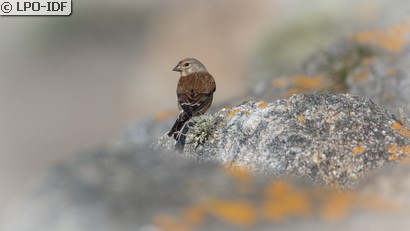Linotte mélodieuse