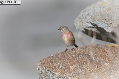 Linotte mélodieuse