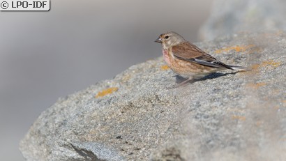 Linotte mélodieuse