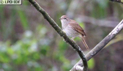 Rossignol philomèle