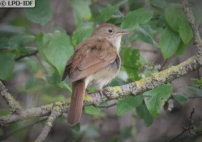 Rossignol philomèle