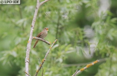 Rossignol philomèle