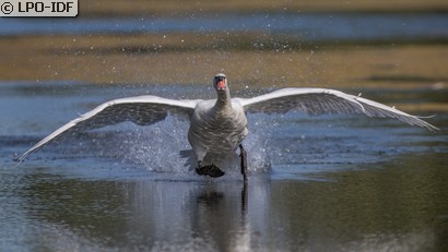 Cygne tuberculé