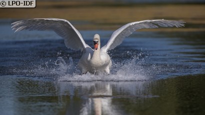 Cygne tuberculé