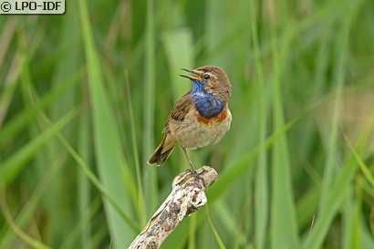 Gorgebleue à miroir
