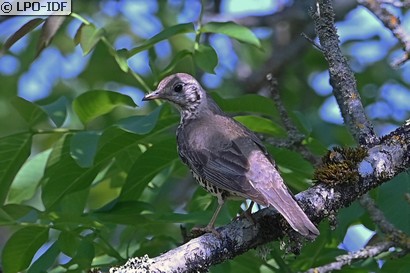 Grive draine
