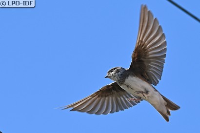 Hirondelle de rivage
