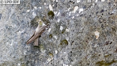 Hirondelle de rochers